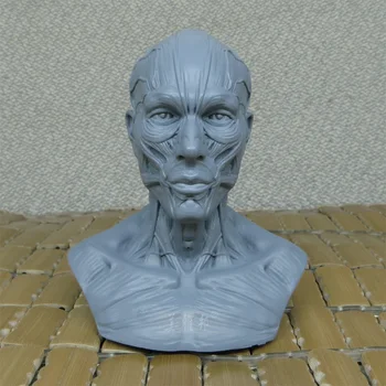 1: 3 Художественная модель опорно-двигательного аппарата человека, голова, вырезанный бюст из натюрморта, эталонная модель черепа